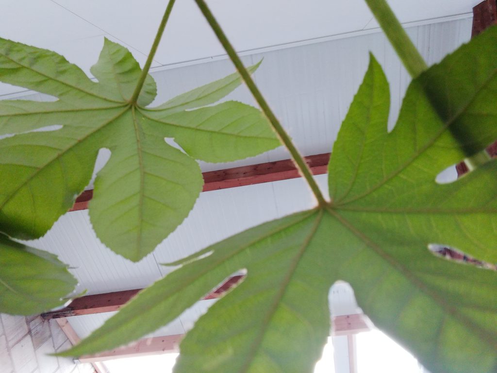 plant